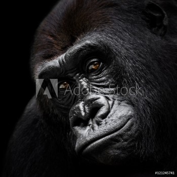 Image de Western Lowland Gorilla VI